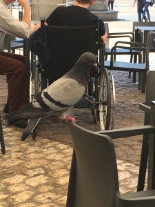 pigeon in Plaza Mayor. Brownell. 2019